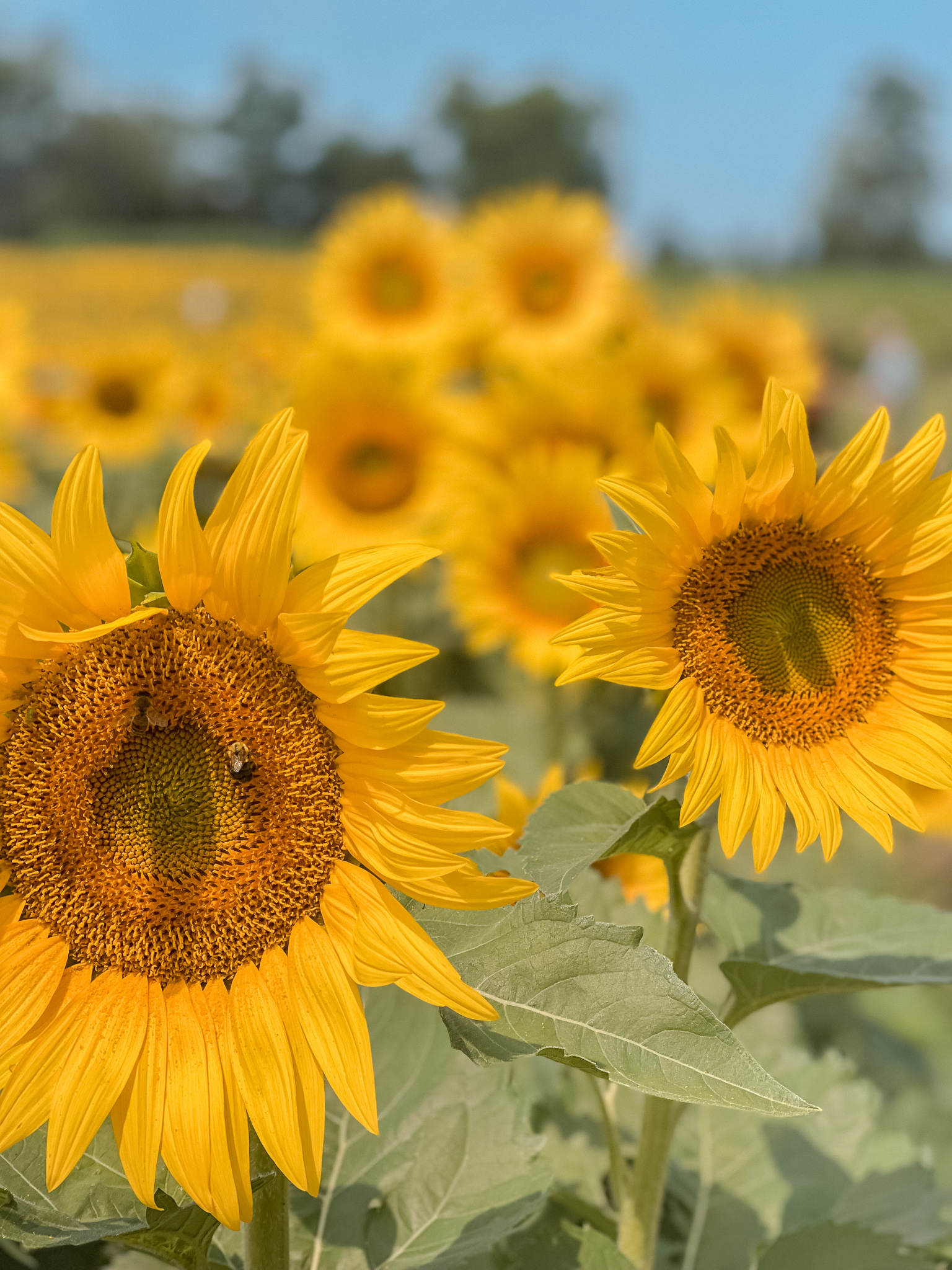 Enjoying The Sunflower Festival At Schwirian Farms - Jesst Life ...