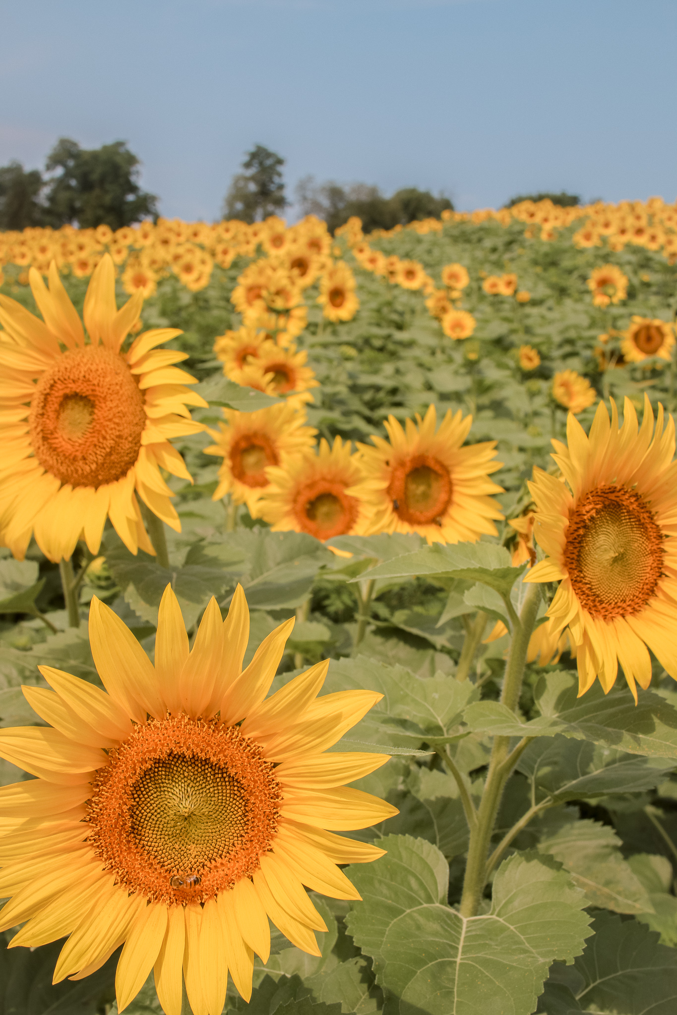 Enjoying The Sunflower Festival At Schwirian Farms - Jesst Life ...