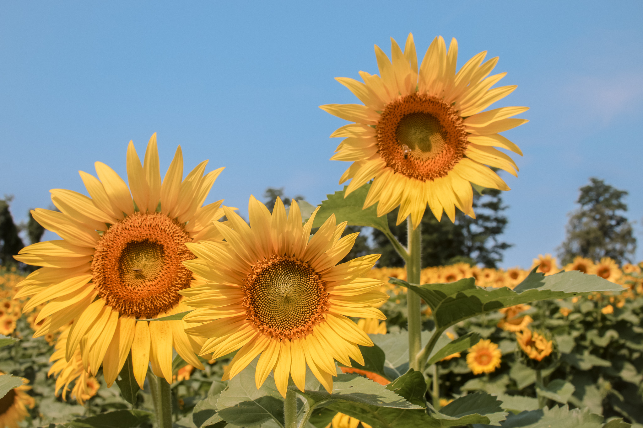 Enjoying The Sunflower Festival At Schwirian Farms - Jesst Life ...