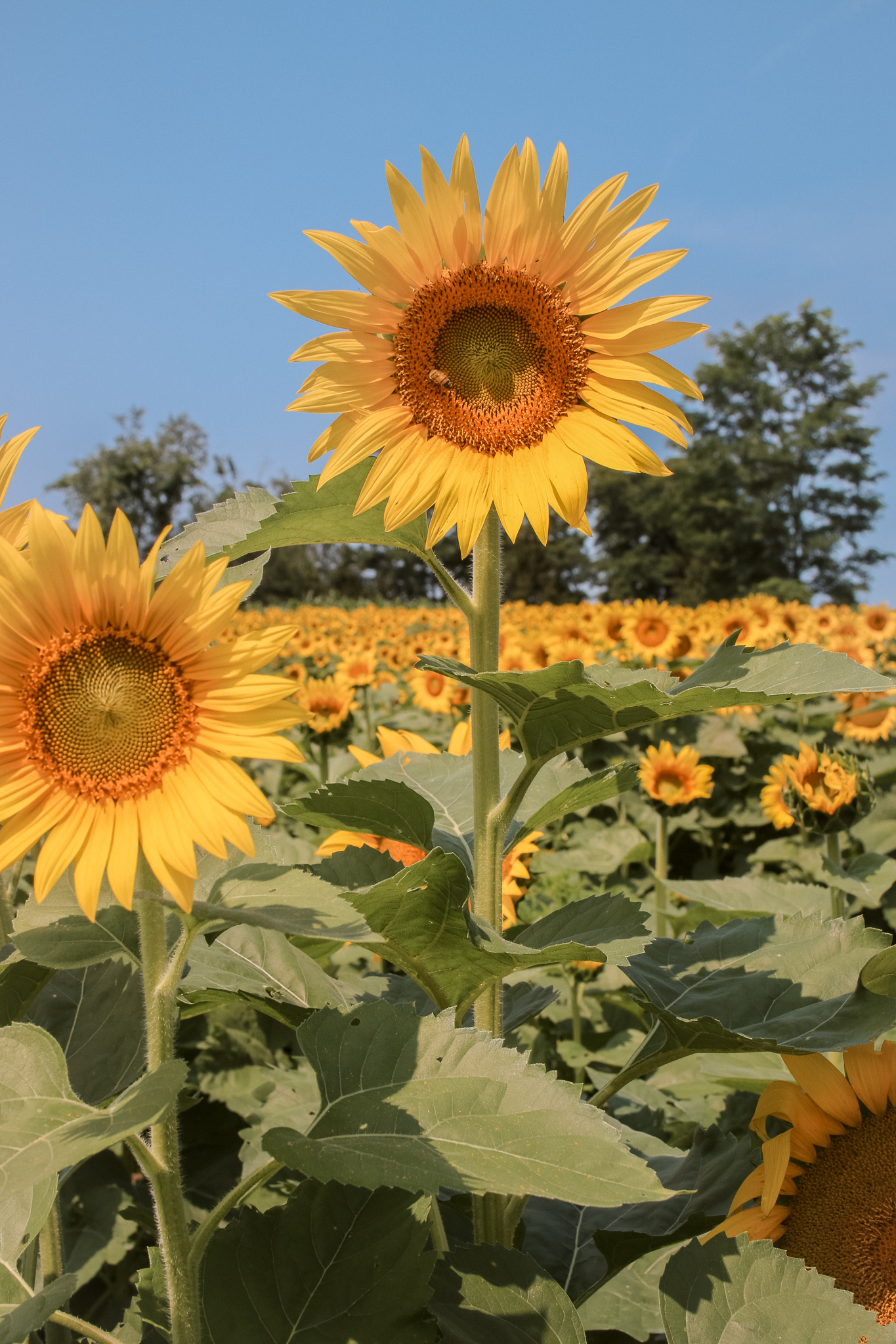 Enjoying The Sunflower Festival At Schwirian Farms - Jesst Life ...